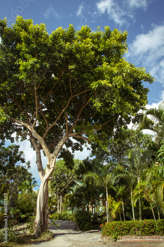 Background of tropical jungle on Koh Phangan