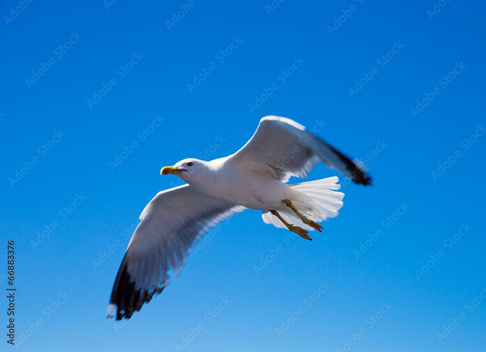 Obraz premium Flock in sky