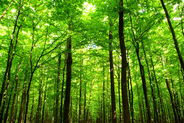 Foto auf Leinwand Wald Wald  © Pakhnyushchyy
