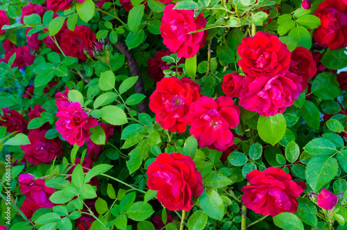 plant of blooming red roses close up view