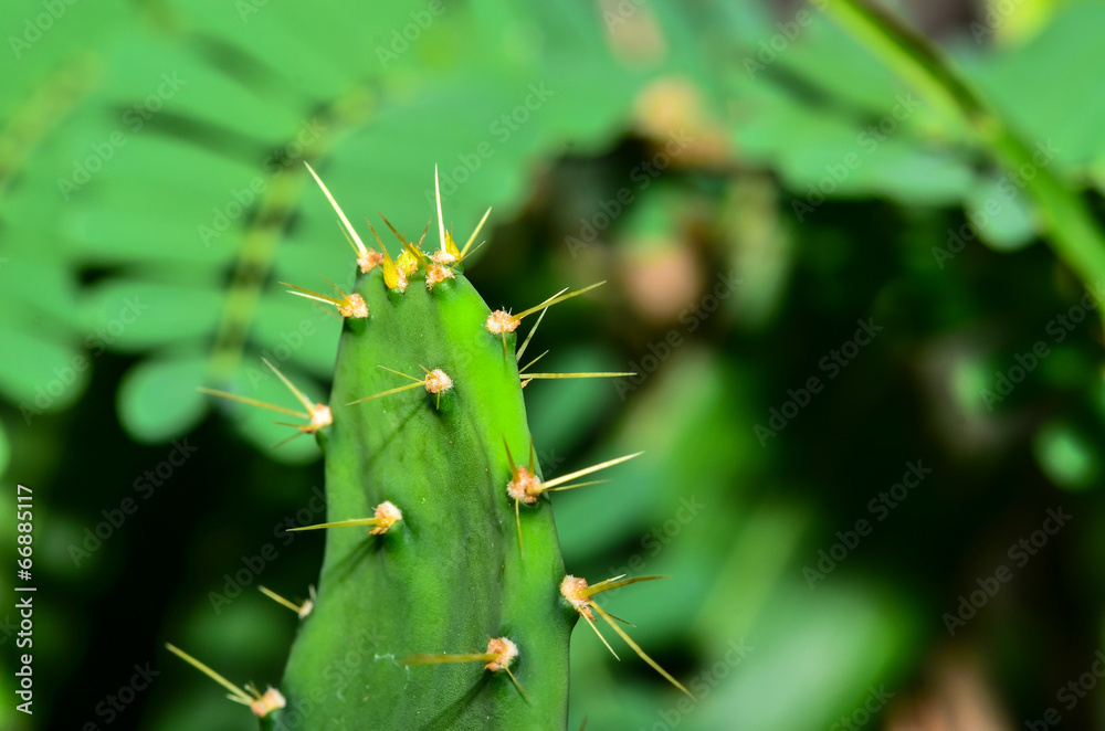 Naklejka premium Close up of shaped cactus with long thorns