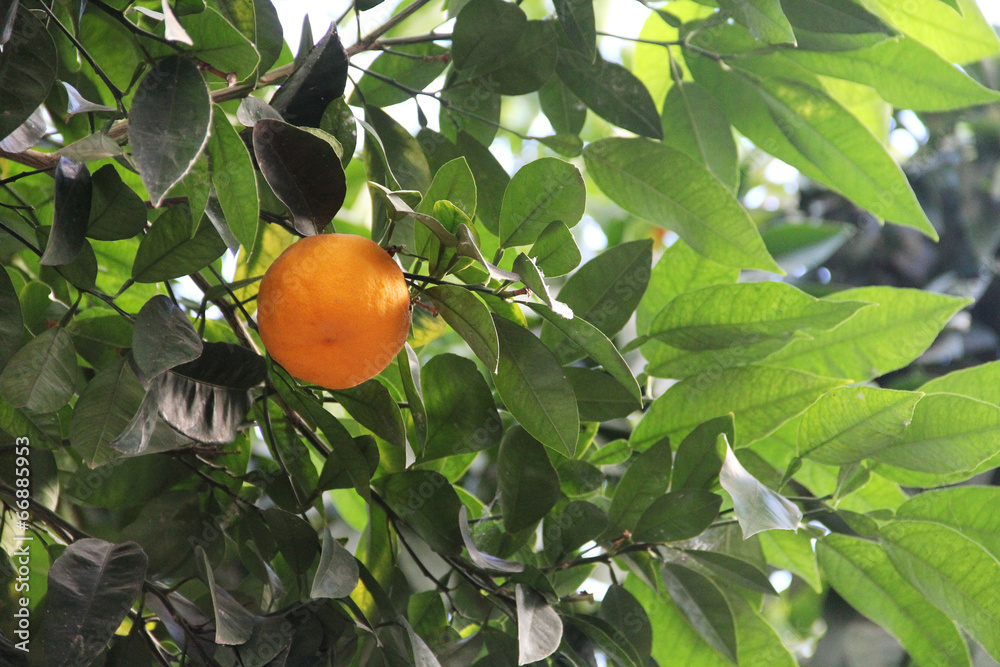 Oranges on tree branch Oranges on tree branch