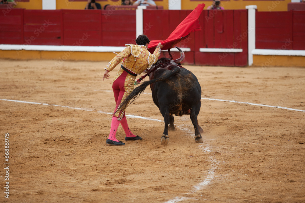 Torero in action