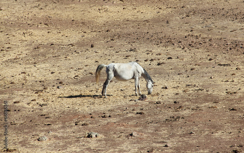 Andalusian horse on pasture