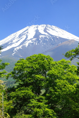 フナ新緑と富士山