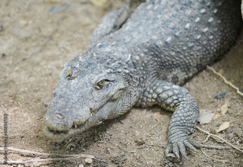 Portrait of a freshwater crocodile