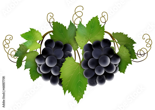 лоза с черным виноградом