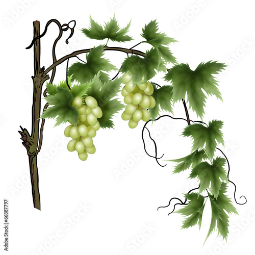 лоза с гроздьями зеленого винограда