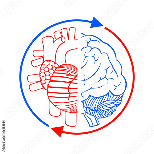 Communication the brain and heart