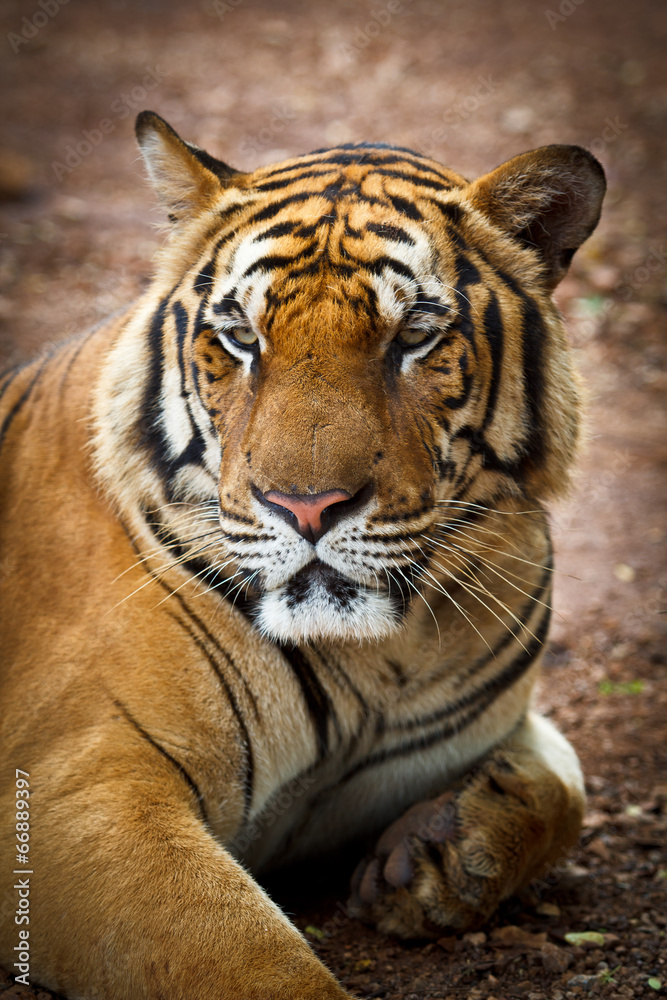 Fototapeta premium Tiger