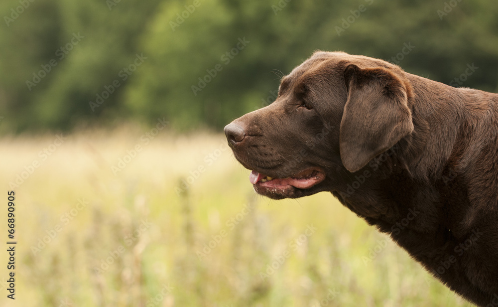 chocolate labrador