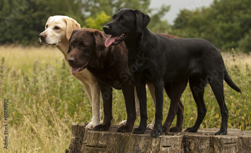 three colours of labrador