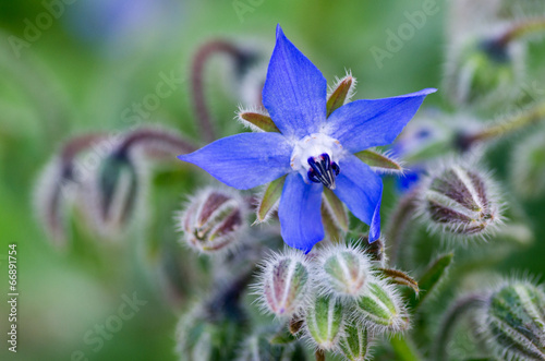 Fototapeta Naklejka Na Ścianę i Meble -  Borridge Flower