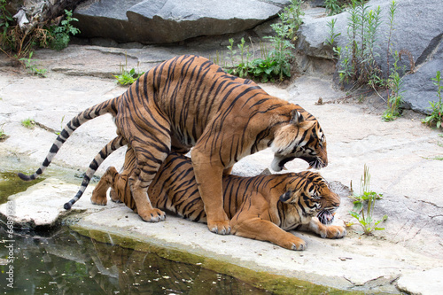 Tiger bei der Fortpflanzung