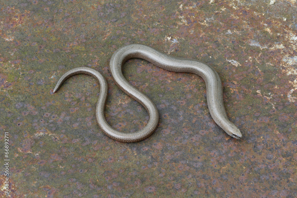Fototapeta premium Slow worm, Anguis fragilis