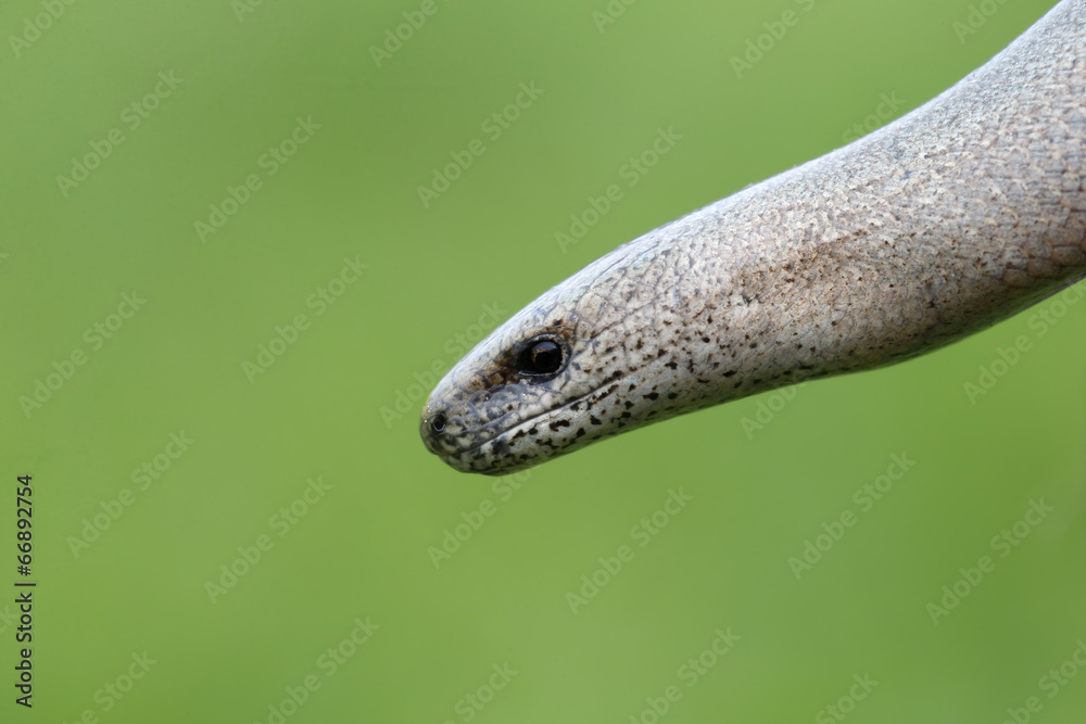 Naklejka premium Slow worm, Anguis fragilis