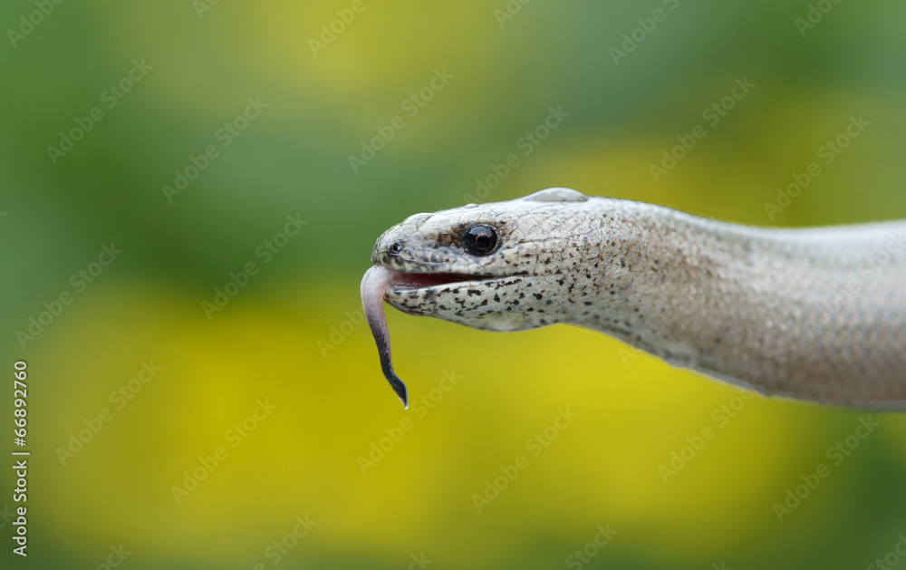 Obraz premium Slow worm, Anguis fragilis