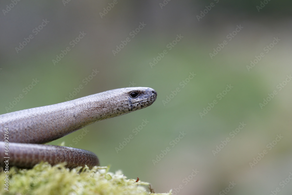 Obraz premium Slow worm, Anguis fragilis