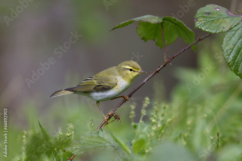 Wood warbler, Phylloscopus sibilatrix, photo