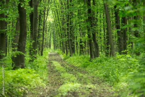forest photo