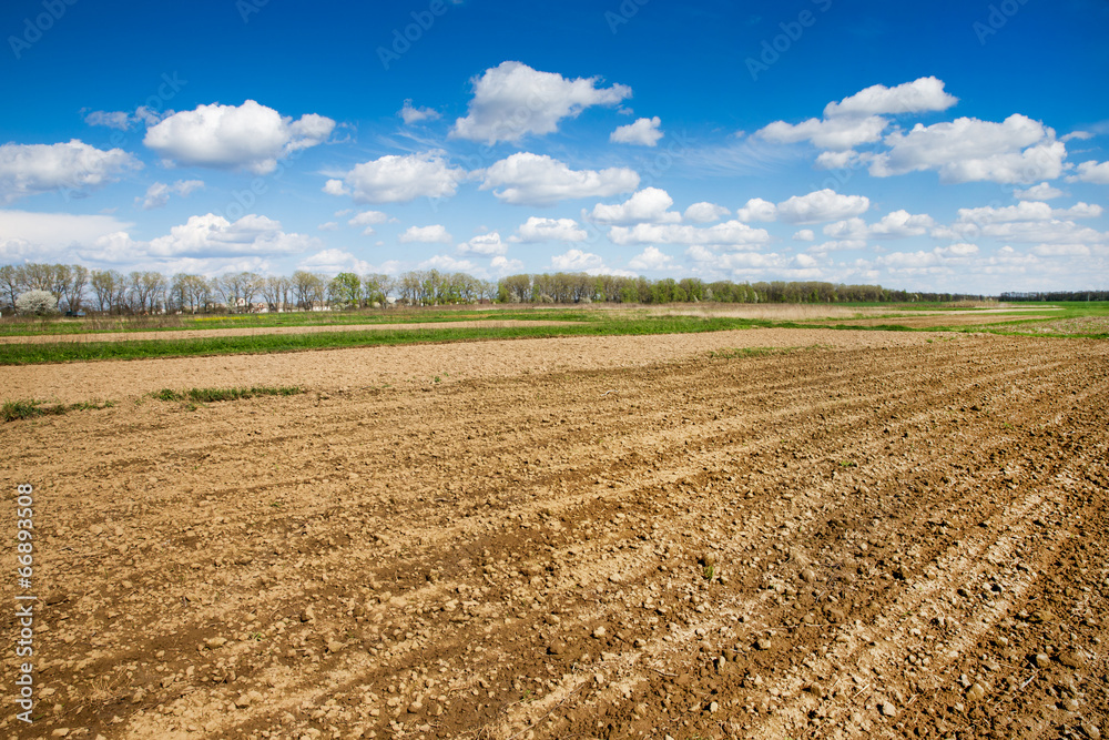 Corn field Corn field