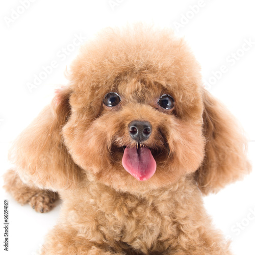 Red Toy Poodle puppy