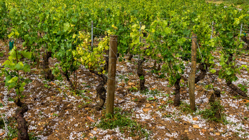 catastrophe naturelle dans les vignes photo