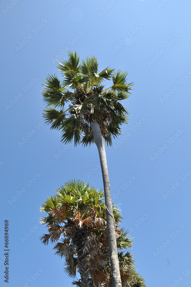 Fototapeta premium The palm trees
