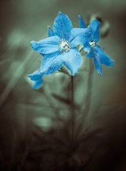 blue summer garden flower