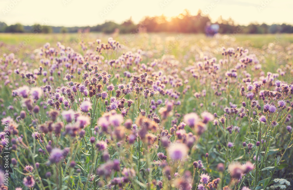 Flowers meadow