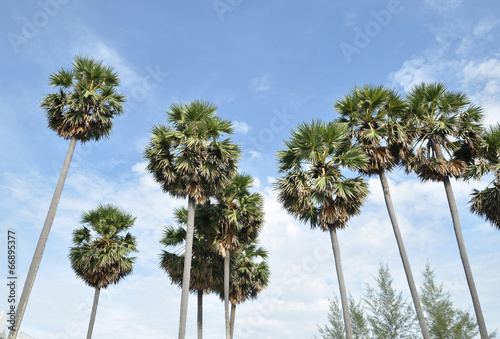 Palm trees © redbeach