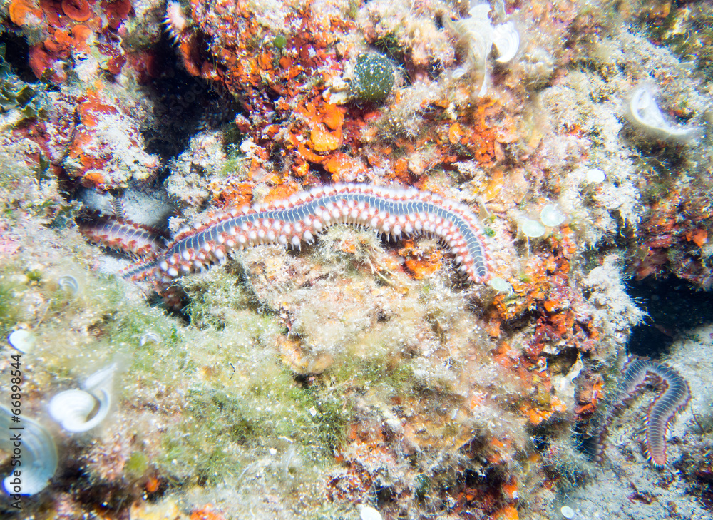 Fireworms Fireworms