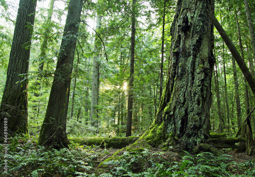 Naklejka premium Wald