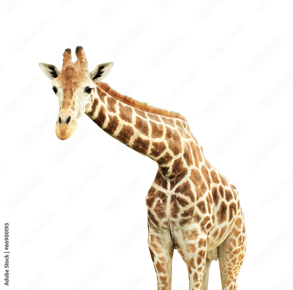 Obraz premium Giraffe
