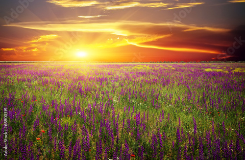 Field with grass, violet flowers and red poppies against sunset