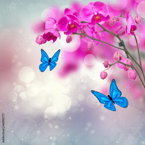 violet orchid flowers with butterflies