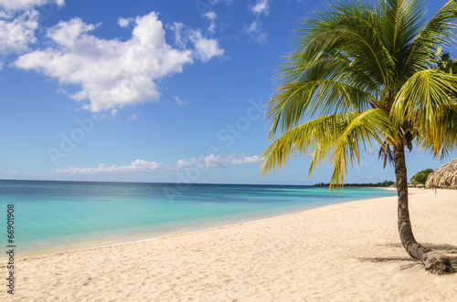 Palm treen on exotic Caribbean beach against blue sky
