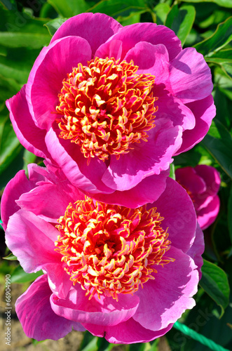 Fototapeta Naklejka Na Ścianę i Meble -  Blooming purple peony flowers