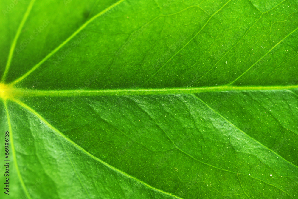 green leaf
