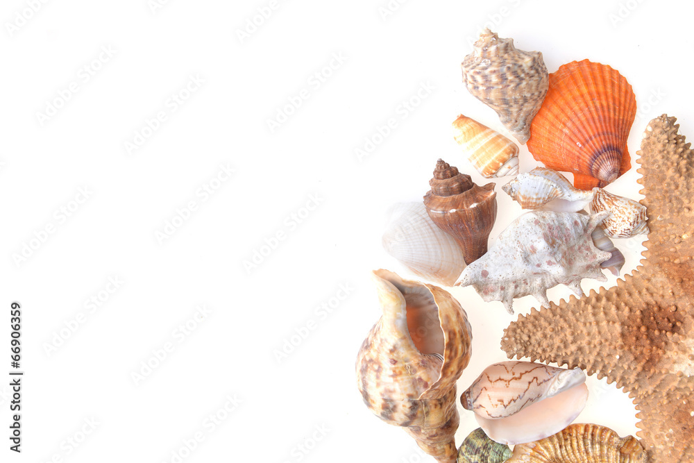 sea shells