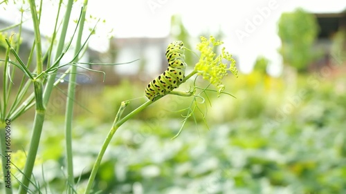 Schwalbenschwanzraupe beim Fressen photo