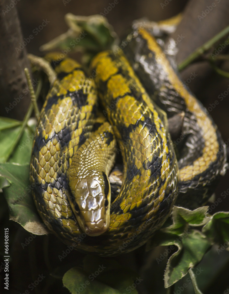 Python snake Python snake