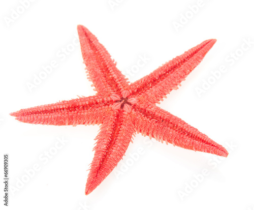 Red starfish close up