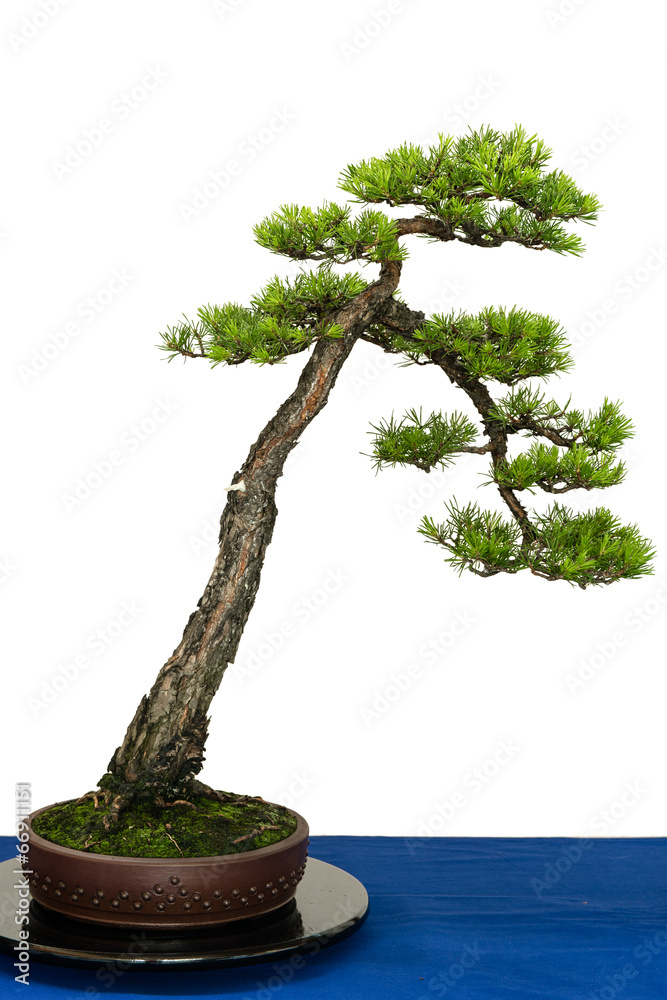 Kiefer als Bonsai Baum Stock Photo | Adobe Stock