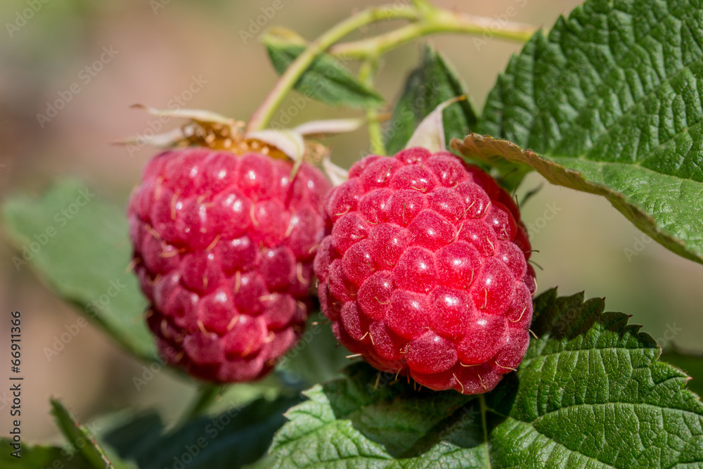 Ripe berry of raspberry close up on a green leaf Ripe berry of raspberry close up on a green leaf