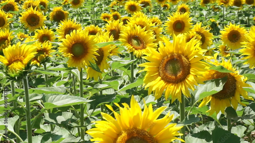 Sunflowers Field Sunflowers Field