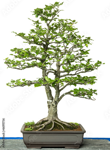 Rotbuche als Bonsai Baum
