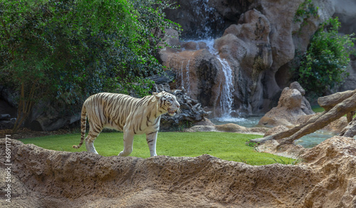 Slika na platnu A white tiger walking in its enclosure