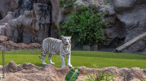 Φωτογραφία A white tiger in its nature enclosure