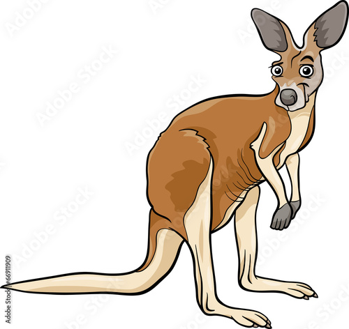 kangaroo animal cartoon illustration